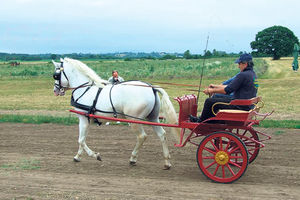 Božićna fijakerijada: U Kragujevcu se prežu konji i voze gradom!