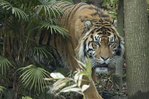 LJUDOŽDER: Tigar u Indiji rastrgao četvoro za samo 12 dana