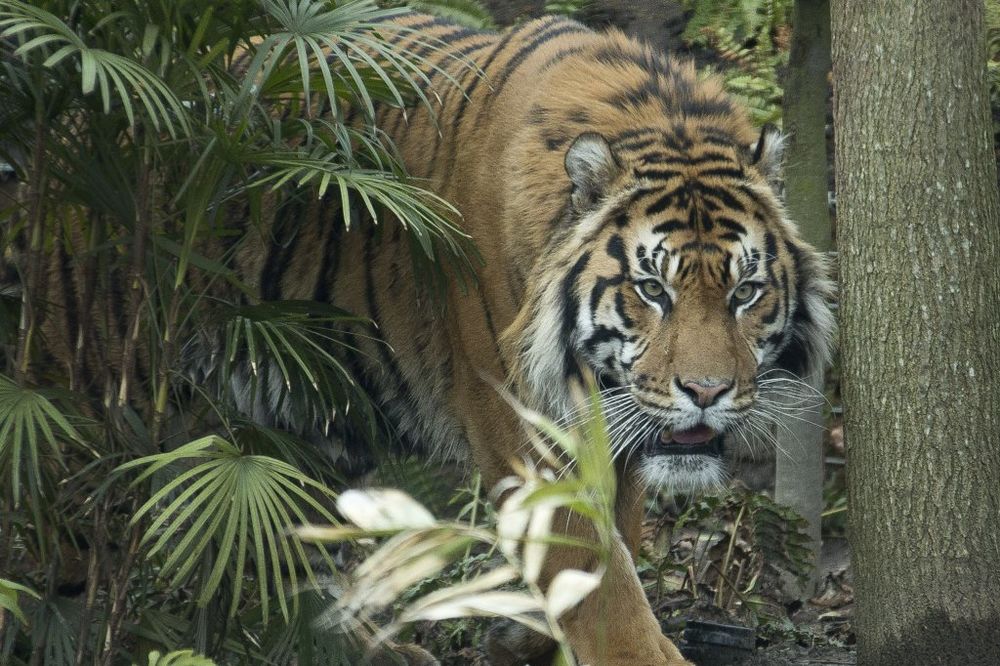 LJUDOŽDER: Tigar u Indiji rastrgao četvoro za samo 12 dana
