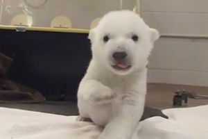 POGLEDAJTE KAKO MU IDE: Mali polarni meda pravi svoje prve korake!