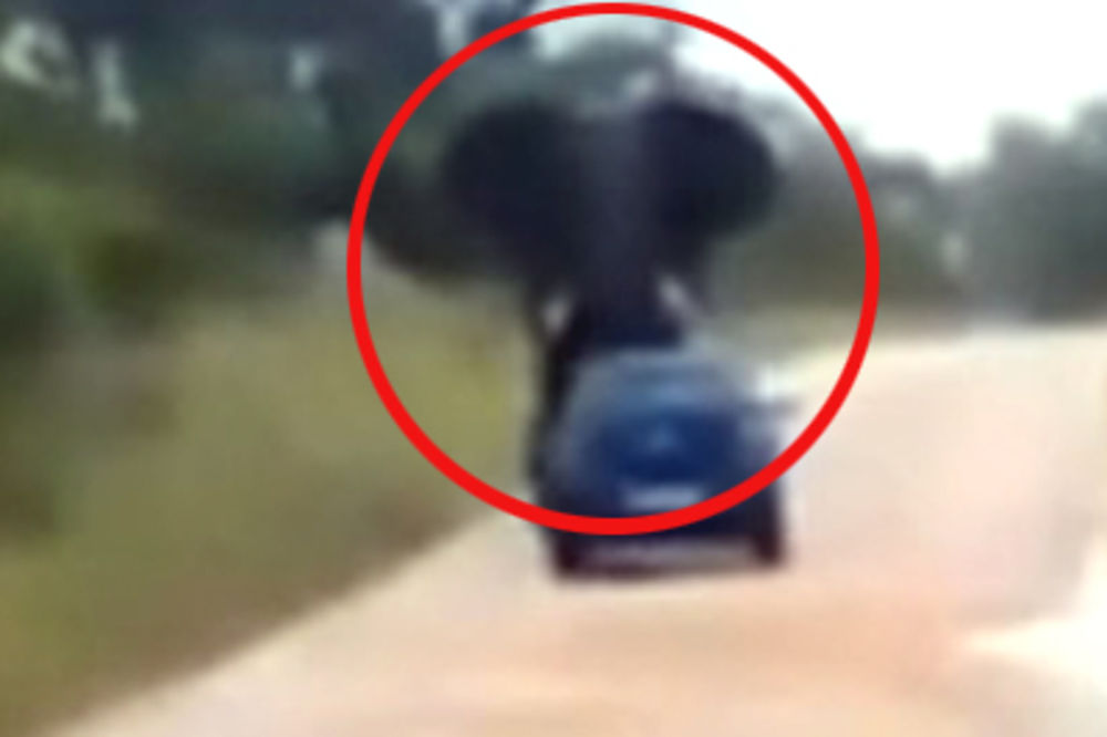 POGLEDAJTE JEZIVU SCENU: Slon se zaleteo u automobil i kotrljao ga skoro 40 metara!