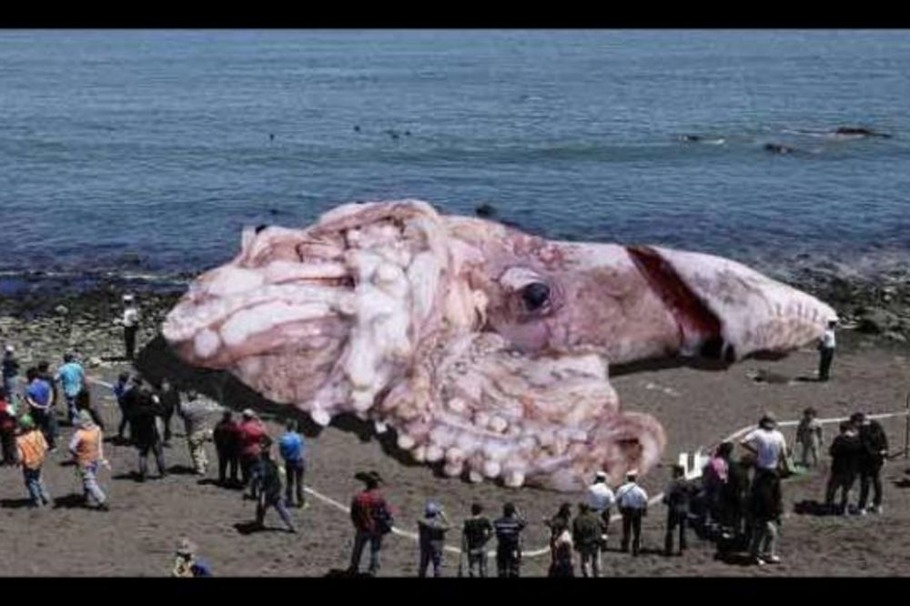 KO MOŽE DA POVERUJE: Internetom kruži fotka lignje, velike kao kit!