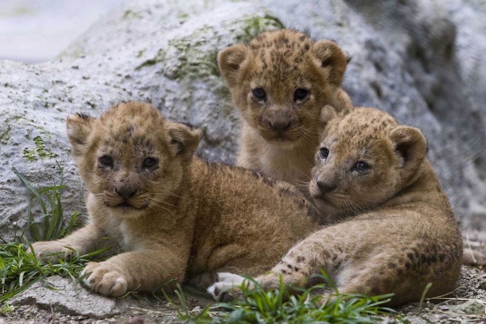 ATRAKCIJA: Tri lavice Elena, Luna i Tara hit u borskom zoo-vrtu