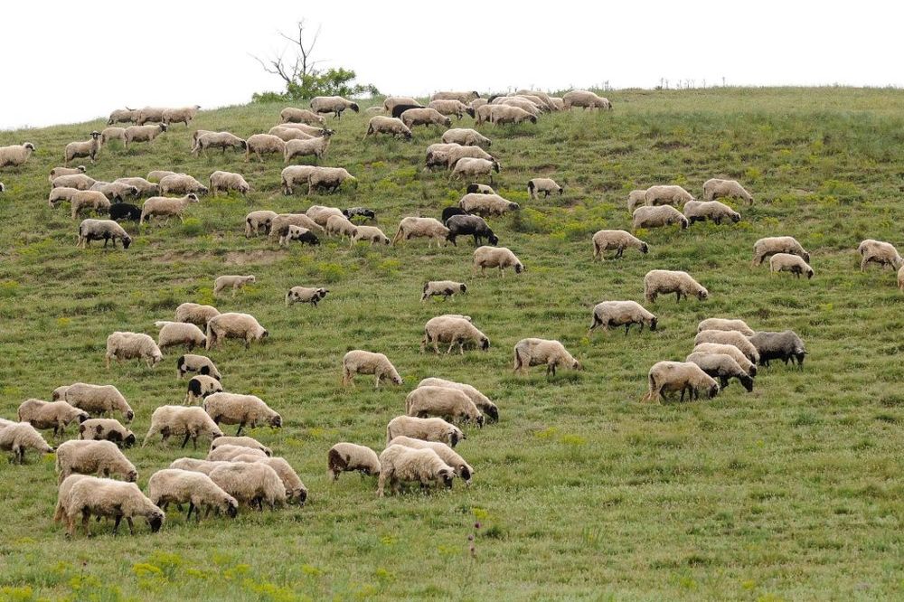 OČAJ ĐURE RADIĆA IZ STOLCA: Vukovi mu zaklali 62 ovce