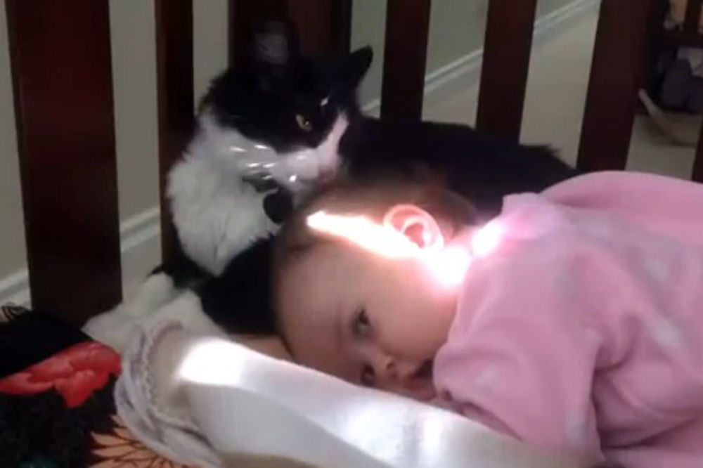 NAJSLAĐI FRIZER: Pogledajte kako maca pazi da beba ima lepu i čistu kosicu!