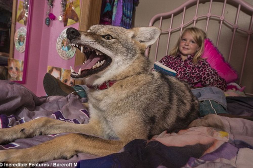NAJBOLJI PRIJATELJI: Devojčica (8) spava sa kojotom u krevetu