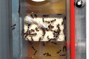 ISPITIVANJE: Mrave šalju na MSS da unaprede robote