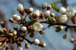 PROLEĆE U FEBRUARU: Procvetale voćke u Rožajama