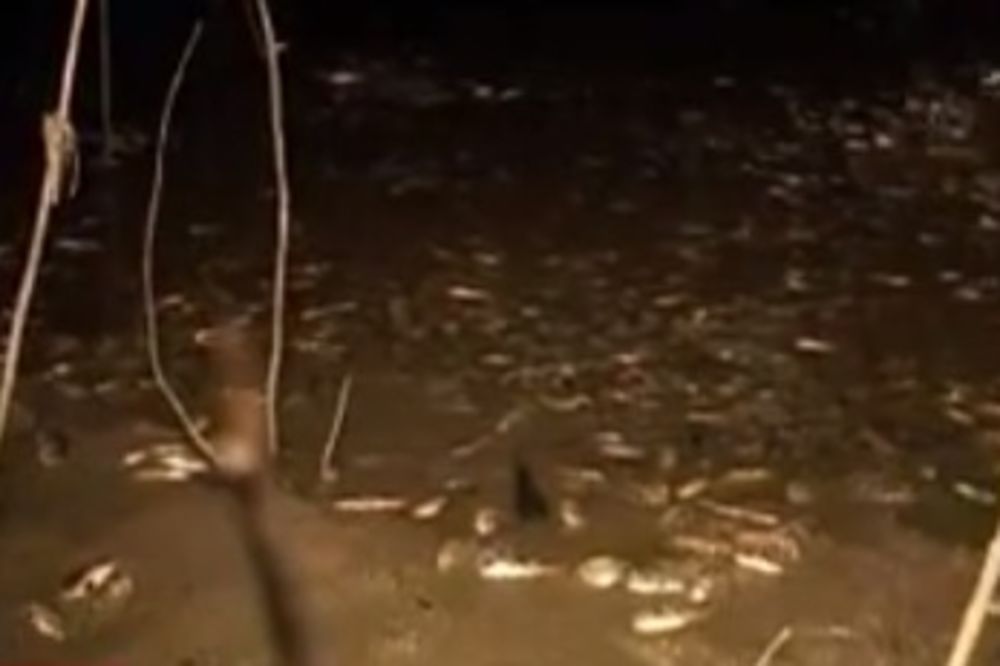 ELEMIR: Katastrofalan pomor ribe u Tisi