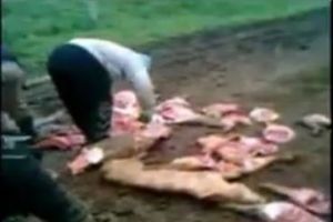 STRVOŽDERI: Ukrali uginule svinje, rasparčali ih u blatu i meso odneli kući