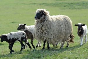 GORNJI MILANOVAC: Psi lutalice zaklali stado ovaca