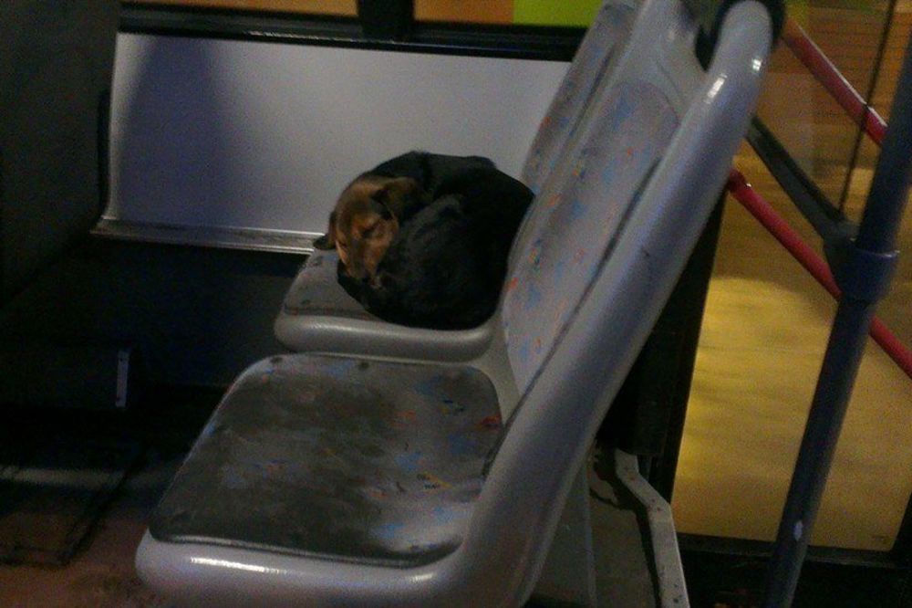 NISU IMALI SRCA DA GA PROBUDE: Promrzli pas zaspao u autobusu na liniji 26!