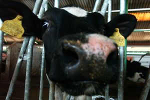 KLINA: Razbojnici srpskoj povratničkoj porodici ukrali kravu!