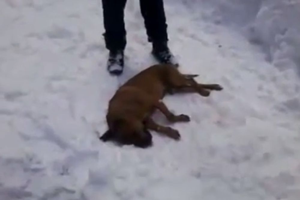 UZNEMIRUJUĆI SNIMAK: Objavljen video borbe pasa u kojoj pit bul umire
