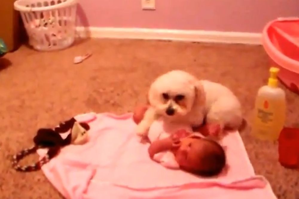 Samo probaj da joj priđeš: Verni psi čuvaju bebe!