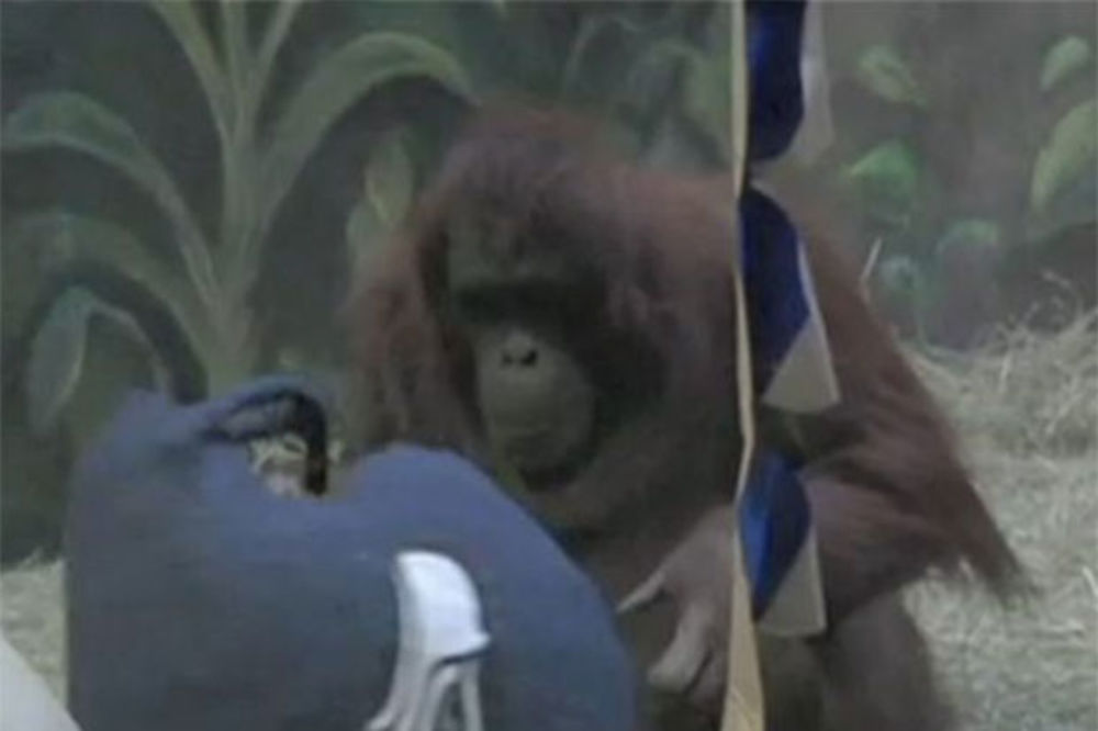 NEPOGREŠIV: Orangutan Eli ponovo pogodio pobednika Superboula