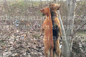 UZNEMIRUJUĆE: Obesili dva psa u Valjevu!