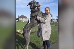 PIJE VODU IZ SUDOPERE: Upoznajte najvećeg psa u Velikoj Britaniji