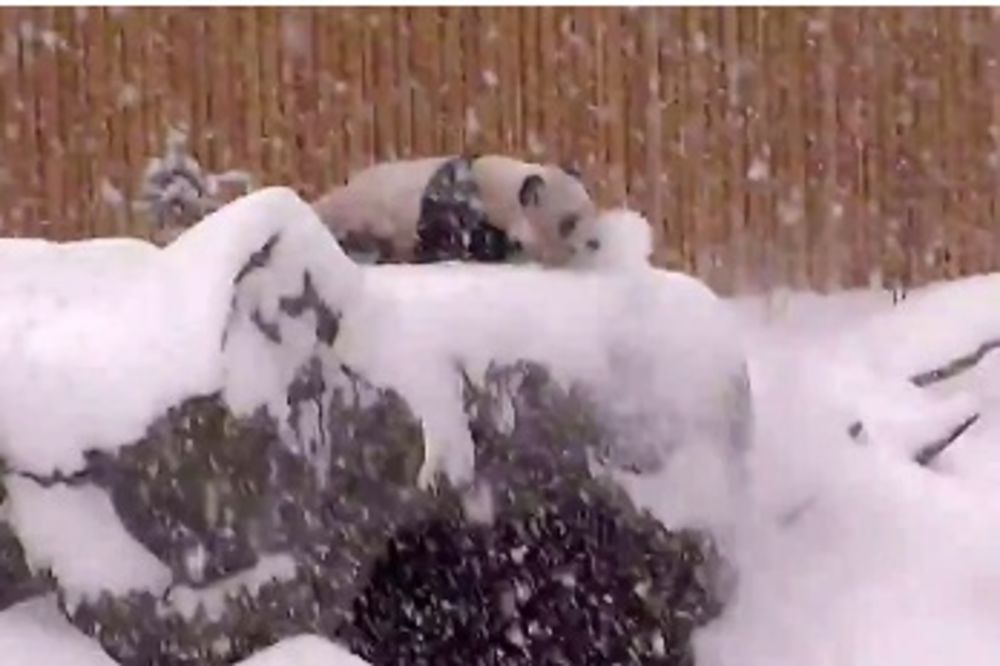 ZIMSKA UŽIVANCIJA: Pogledajte pandine igre na snegu!