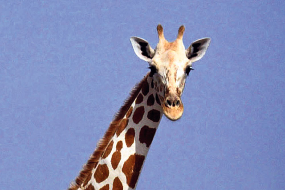 SUROVO: Ubili mladu žirafu jer je bila višak!