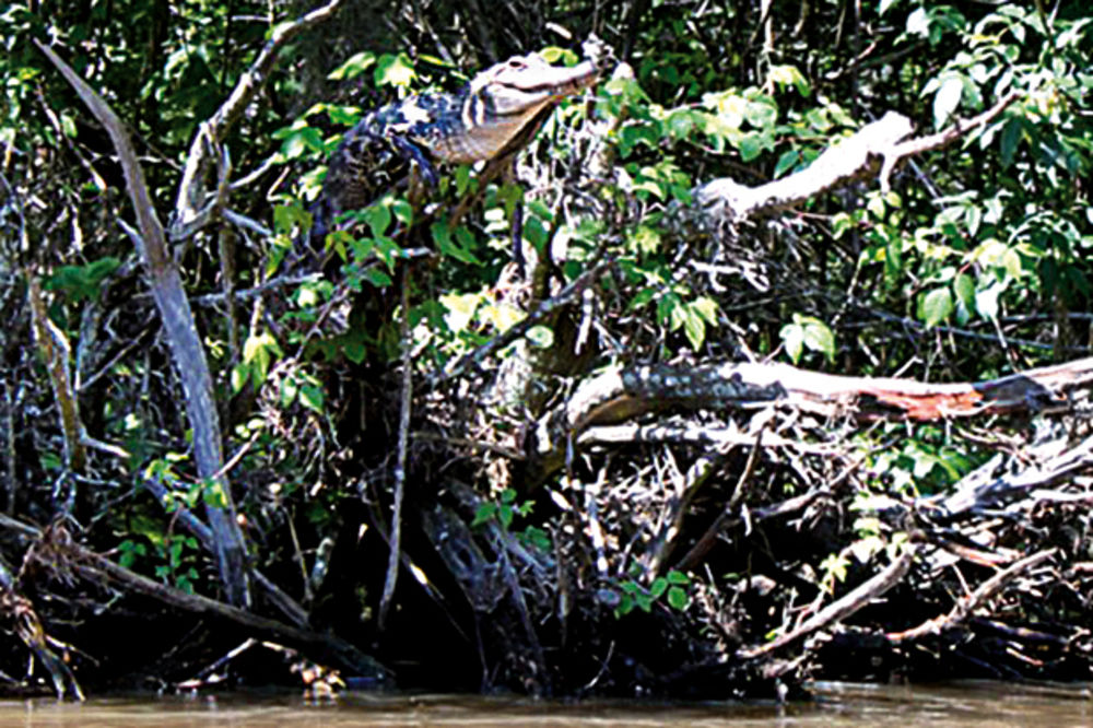 FASCINANTNO: Krokodili se penju na drvo