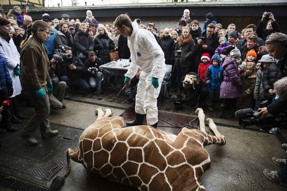 ŠOK U DANSKOJ: Zoo-vrt ubija i drugu žirafu?!