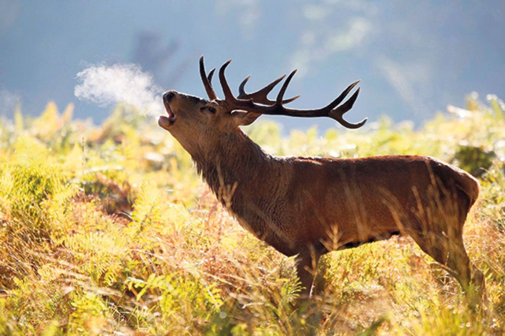 PETICIJA: Organizacije traže otkaze zbog plana za pokolj srna i jelena!