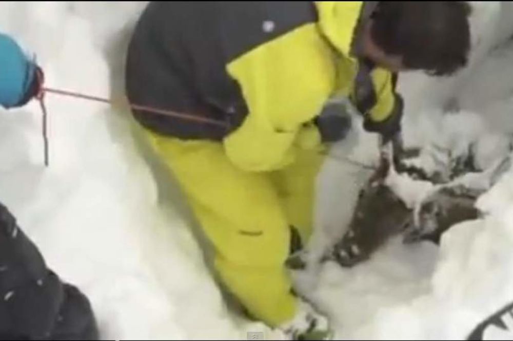 Pogledajte kako su skijaši spasli život jednom jelenu