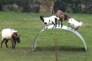 ZA DAN MILION PREGLEDA Urnebesno smešno: Koza i jarići se igraju kao deca!