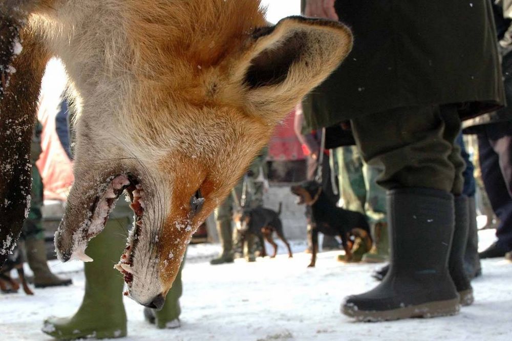 LOVAČKI SABOR U ČAČKU: U hajci na lisicu 300 lovaca