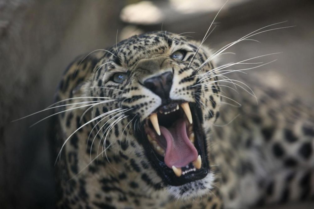 PANIKA U INDIJI: Leopard rastrgao 6 ljudi