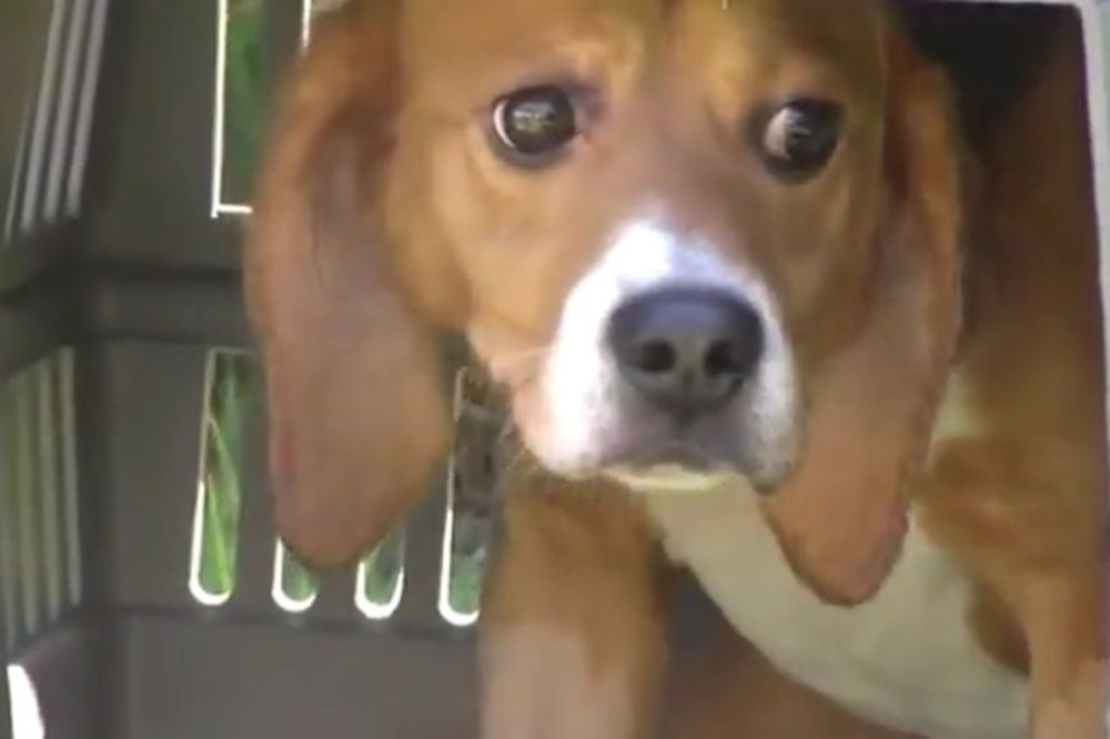 PRVI PUT NA SUNCU: Oslobođeno 9 izmučenih laboratorijskih pasa