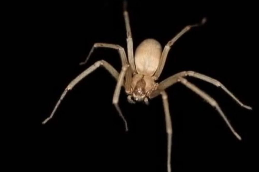 UMRO U NAJGORIM MUKAMA: Od ujeda kućnog pauka šest meseci trpeo nesnosne bolove