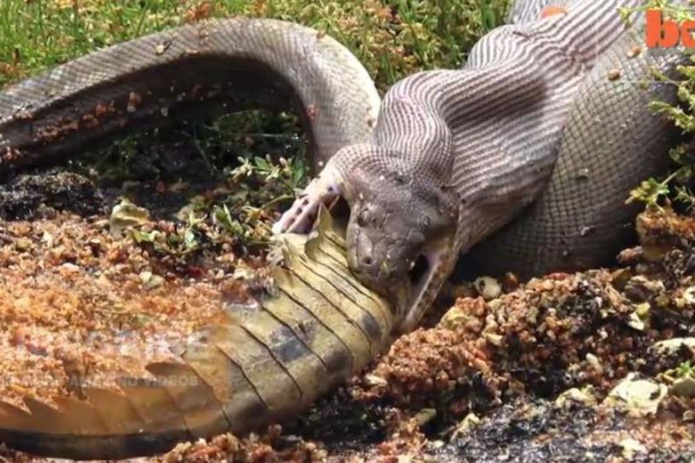 NEVEROVATNO: Pogledajte kako je zmija progutala krokodila
