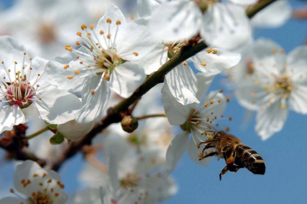 Ulaz besplatan: Otvoren pčelarski sajam u Beogradu