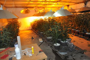 PRETRES U DOLJEVCIMA: Otkrivena laboratorija za proizvodnju marihuane!