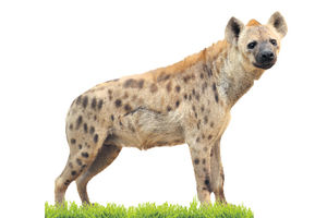 VRAČ MU REKAO DA ĆE BITI BOGAT: Čovek dozvolio hijeni da mu pojede genitalije