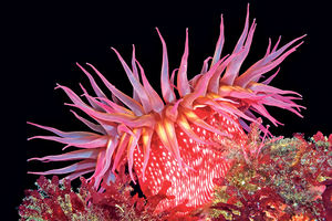 ŠOK: Morska anemona je pola biljka, pola životinja!