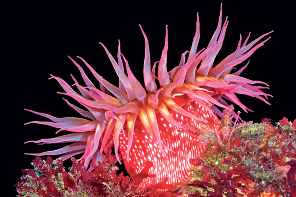 ŠOK: Morska anemona je pola biljka, pola životinja!