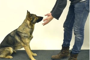 (VIDEO) MUKICE: Evo kako psi reaguju kad im mađioničar ispred njuške sakrije slatkiš!