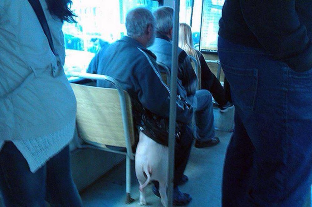 I OVOGA IMA U BEOGRADU: Svinju uveo u autobusu na liniji 15!