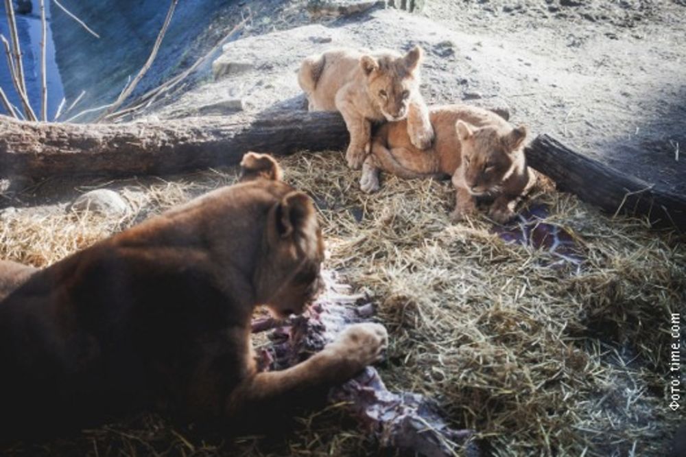 BESNA CELA DANSKA: Posle žirafe Marijusa, ubili i četiri lava