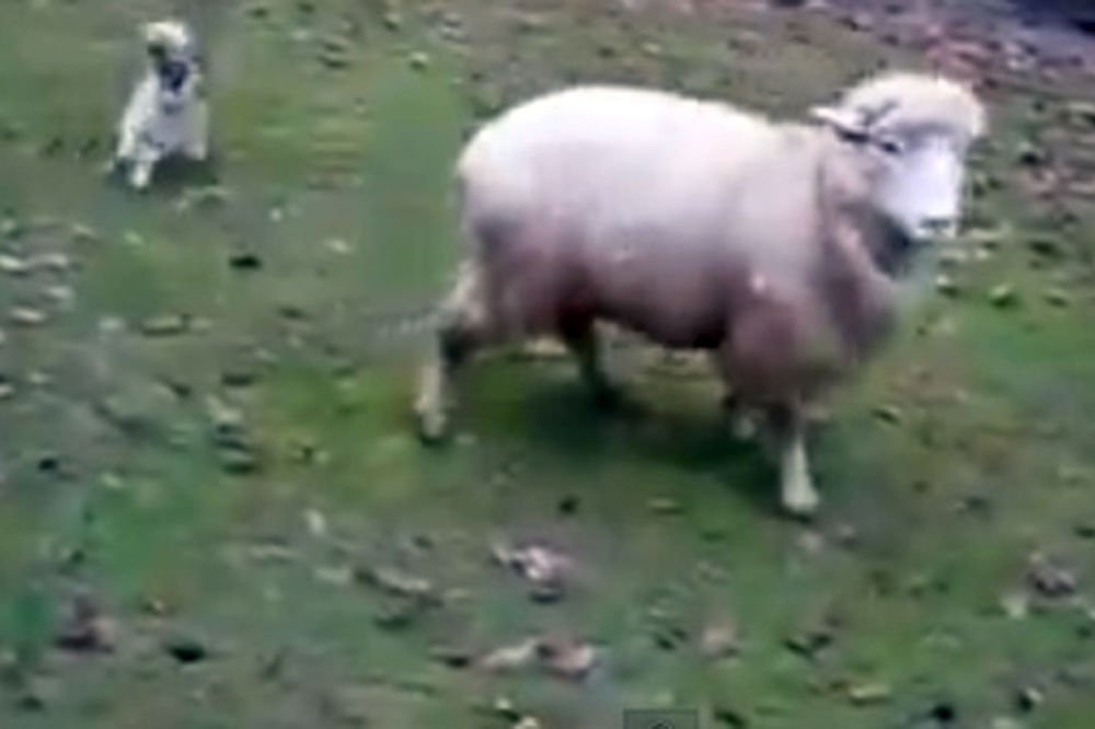 HIT NA JUTJUBU: Pogledajte kako izgleda kada ovca umisli da je pas!