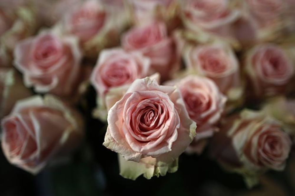 Na Dan zaljubljenih dobila cveće od muža koji je mrtav već 8 meseci