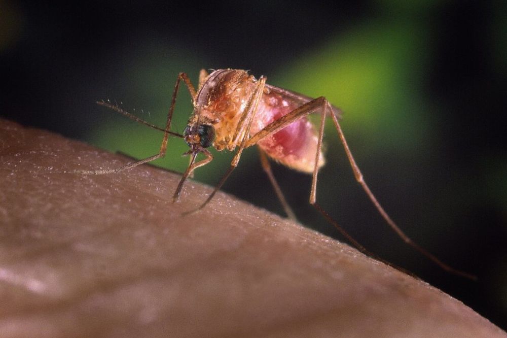 SVETSKI DAN ZDRAVLJA: Borba protiv bolesti koje prenose komarci i krpelji