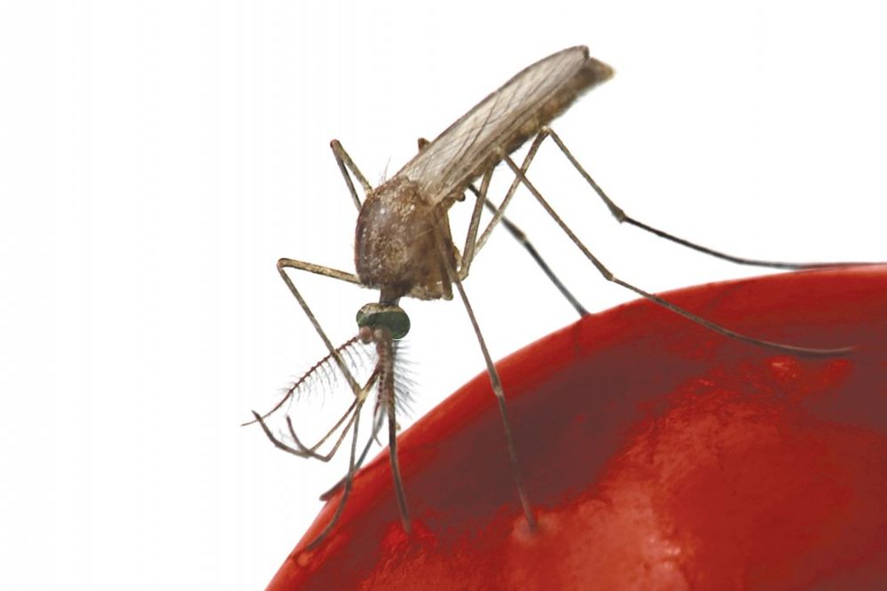 NAPAD SA ZEMLJE: Nastavlja se zaprašivanje komaraca u Kraljevu