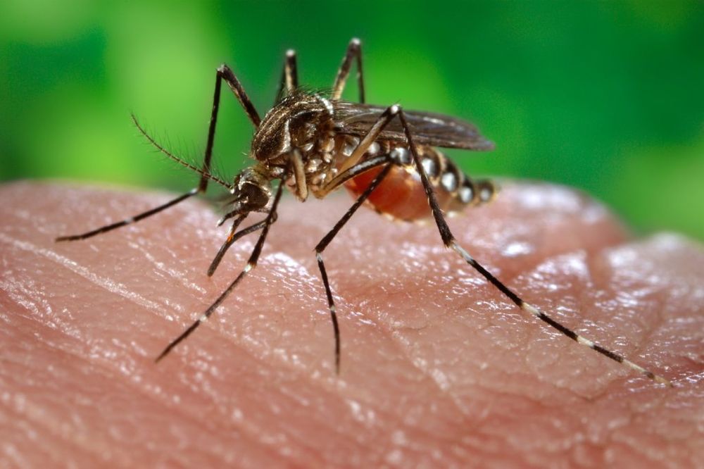 Jagodina: Napad na komarce i sa neba i sa zemlje