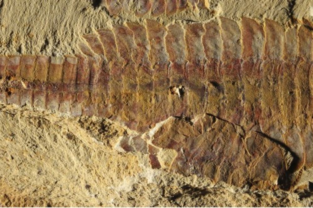 OTKRIVEN FOSIL: Ovo srce je staro 520 miliona godina