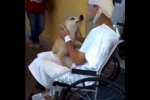 DIRLJIVI SUSRET: Pas 8 dana čekao vlasnika ispred bolnice!