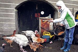 MALI PREDUZETNIK: Odustao od ekskurzije da bi uštedeo za patke